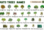 Fruits Trees Names in English with Their Pictures