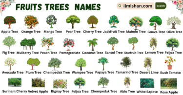 Fruits Trees Names in English with Their Pictures