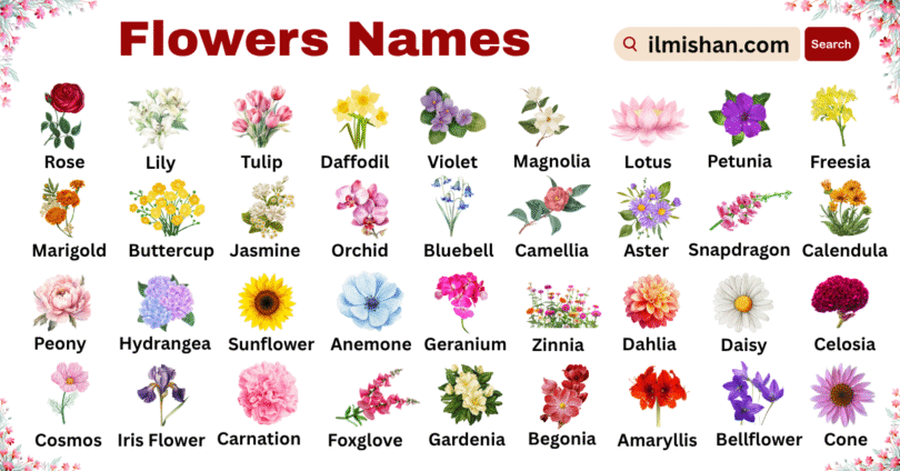 Types of Flowers Names in English with Pictures