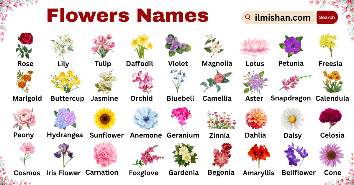 Types of Flowers Names in English with Pictures