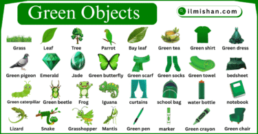 Green objects Names For kids with Pictures