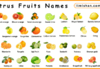 Citrus Fruits Names in English with Their Pictures