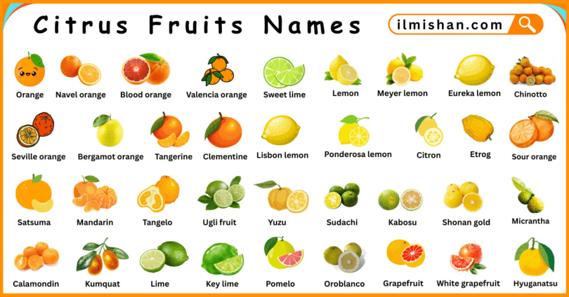 Citrus Fruits Names in English with Their Pictures