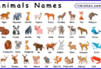 List of Animals with Names and Their Pictures