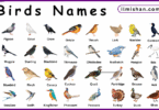 List of Birds with Names and Their Pictures