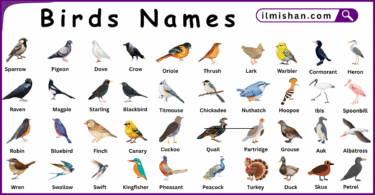 List of Birds with Names and Their Pictures