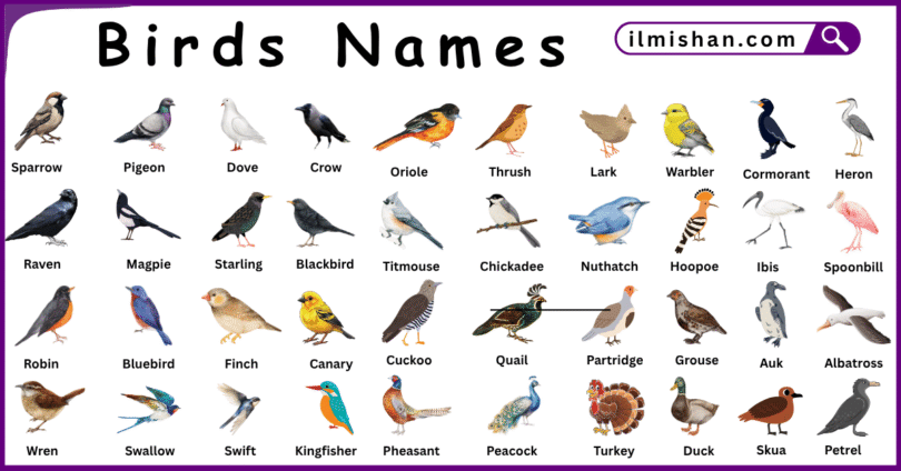 List of Birds with Names and Their Pictures