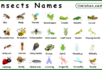 List of Insects with Names and their Pictures