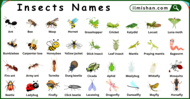 List of Insects with Names and their Pictures