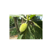 Breadnut Fruit