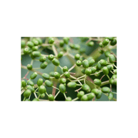 Green Elderberry