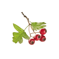 Green Hawthorn Berry