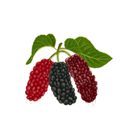 Green Mulberry