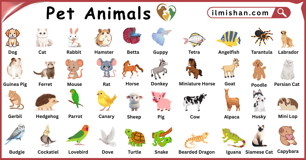 Pet Animals Vocabulary Words in English and Pictures