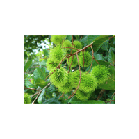 Rambutan | List of Green Fruits in English
