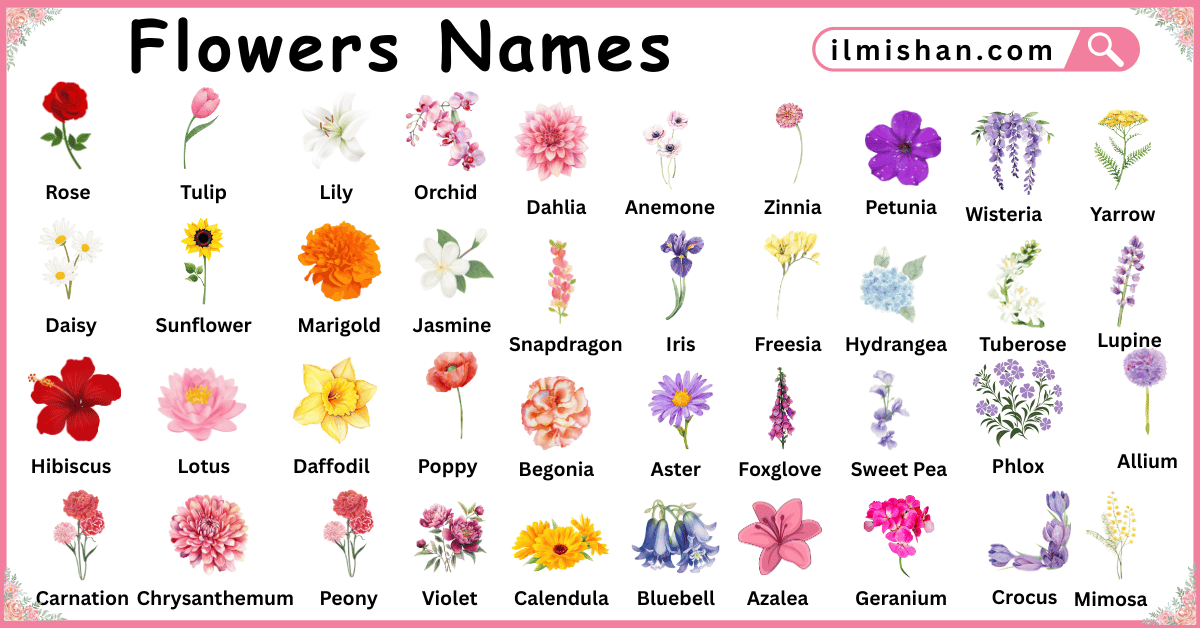 All Flowers with Their Names in English and Pictures