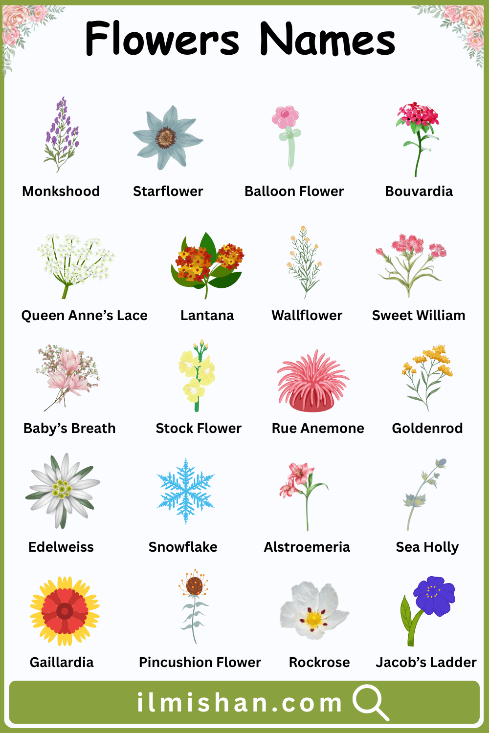 All Flowers with Their Names in English and Pictures