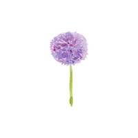 Allium | Flowers with Their Names in English
