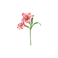 Alstroemeria