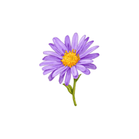 Aster | Flowers with Their Names in English