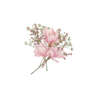 Baby’s Breath | Flowers with Their Names in English