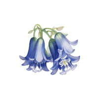 Bluebell | Flowers with Their Names in English