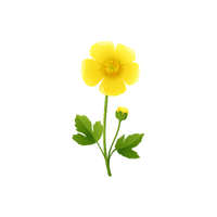 Buttercup