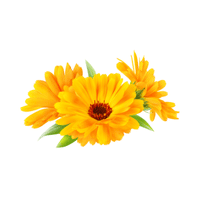 Calendula | Flowers with Their Names in English