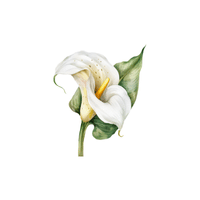 Calla Lily