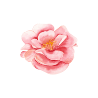 Camellia