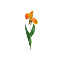 Canna Lily | Flowers with Their Names in English
