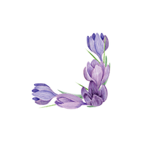 Crocus | Flowers with Their Names in English