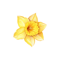 Daffodil