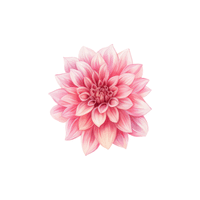 Dahlia | Flowers with Their Names in English