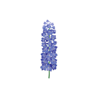 Delphinium