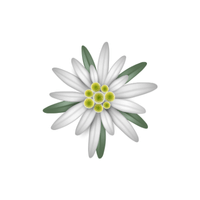 Edelweiss | Flowers with Their Names in English