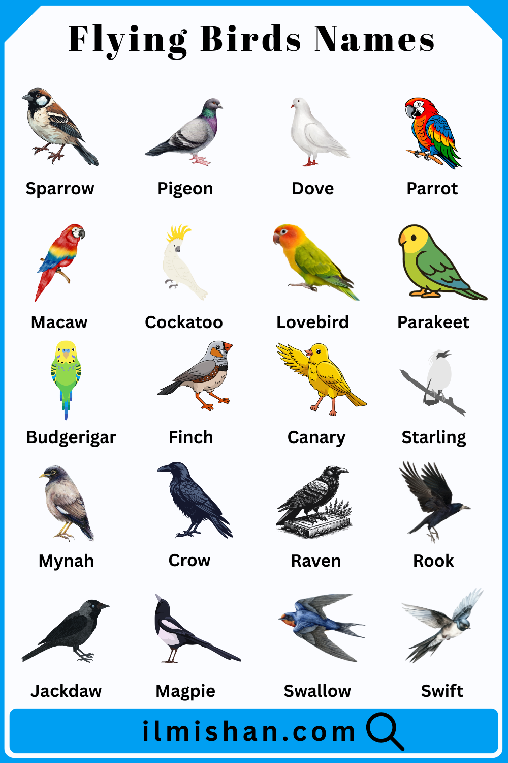 Flying Birds Names in English and Pictures