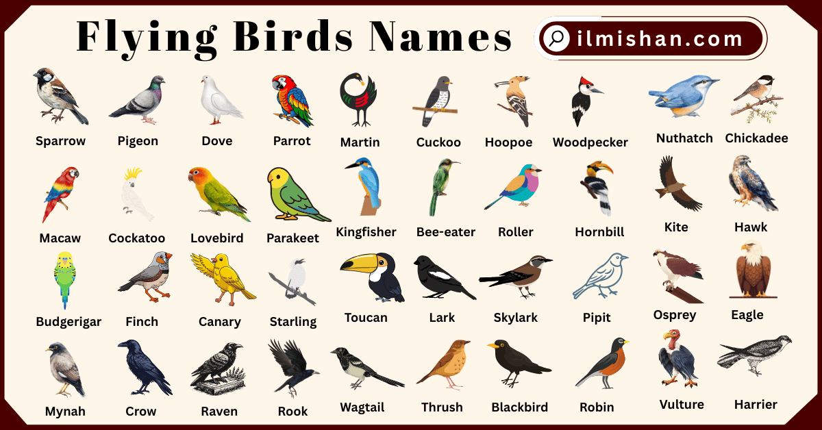 Flying Birds Names in English with Pictures