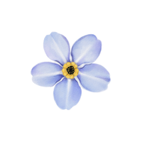 Forget-Me-Not