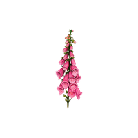 Foxglove Tree Flower