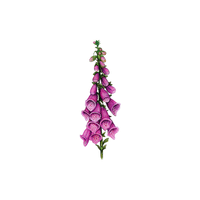 Foxglove
