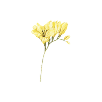 Freesia | Flowers with Their Names in English
