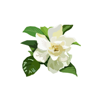 Gardenia