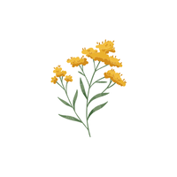 Goldenrod | Flowers with Their Names in English