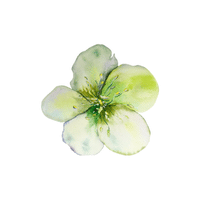 Hellebore