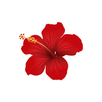 Hibiscus | Flowers with Their Names in English