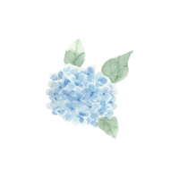 Hydrangea