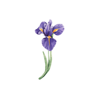 Iris | Flowers with Their Names in English
