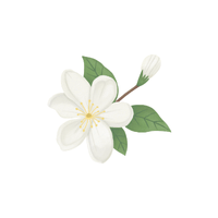 Jasmine | Flowers with Their Names in English