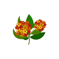 Lantana | Flowers with Their Names in English